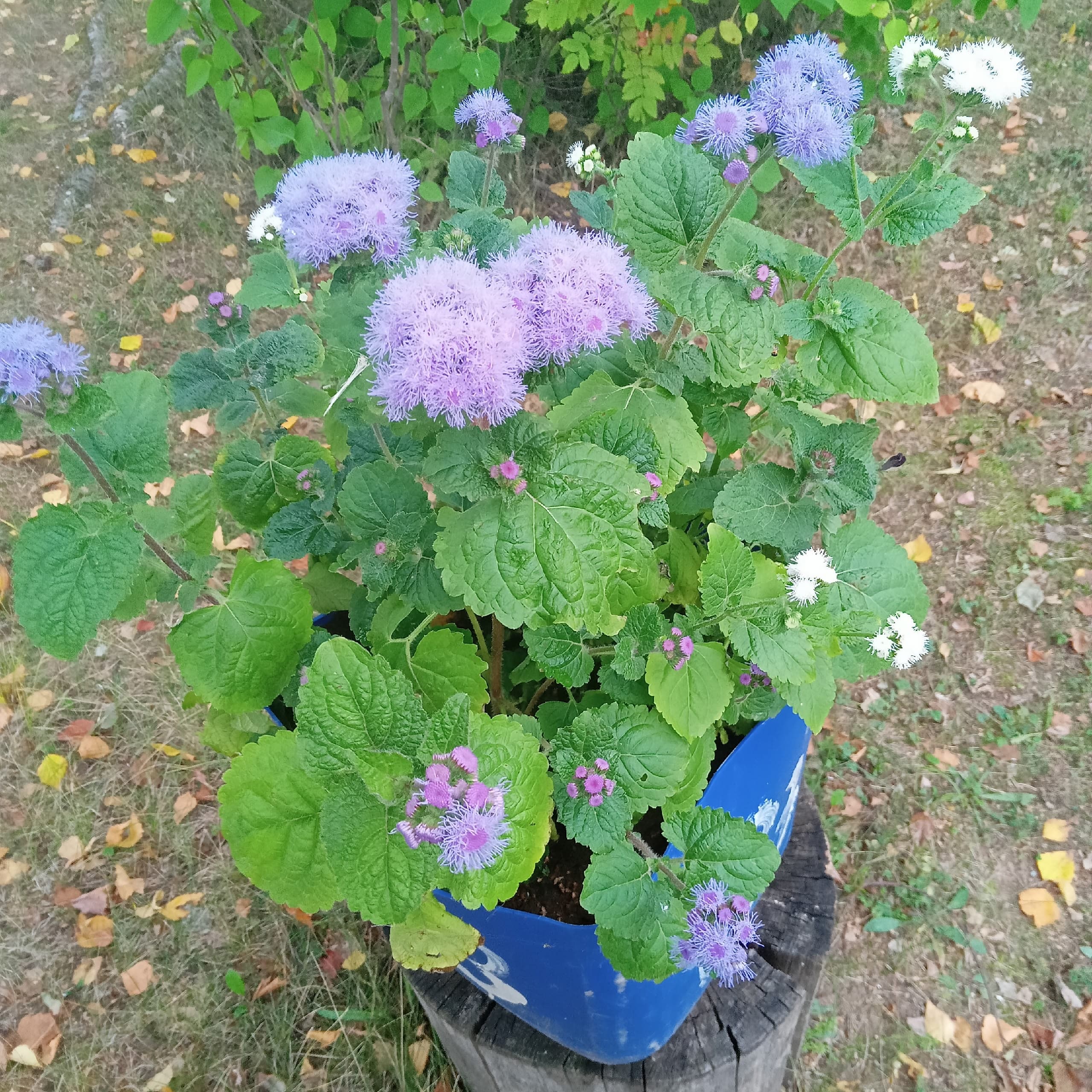 РЦКД Малмыж